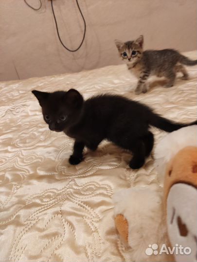 Малыши в добрые ручки