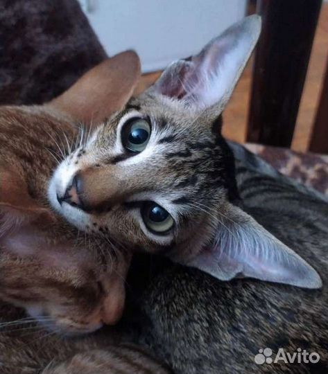 Ориентальный пятнистый мальчик котёнок