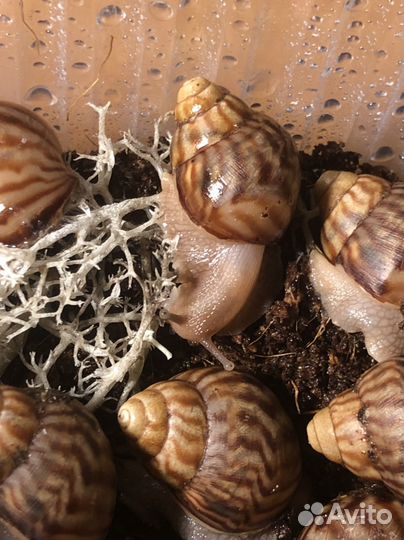 Улитки ахатины бесплатно