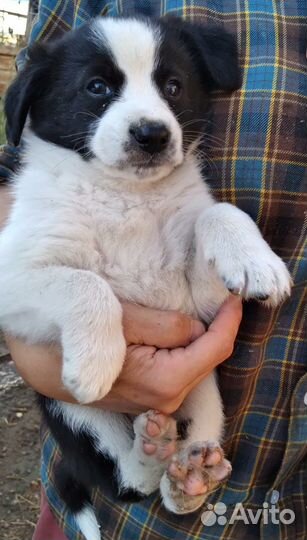 Щенок Дуняша в хорошую семью бесплатно