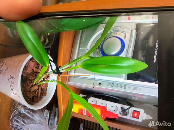 Орхидея фаленопсис крупноцветковые,каттлеи разные