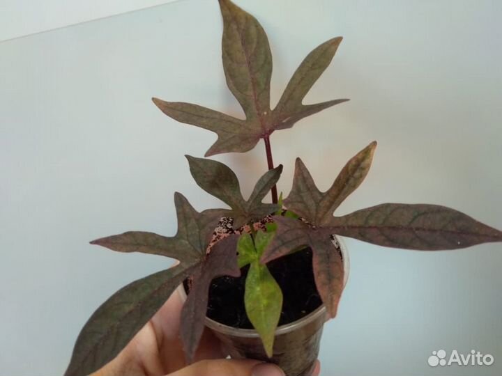 Комнатные цветы