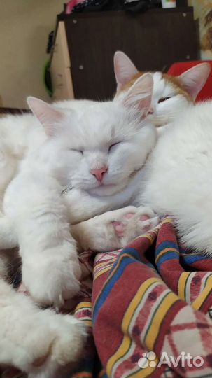 Передержка животных