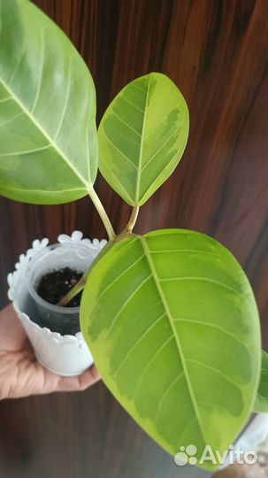 Фикус альтиссима(бенгальский тигр)