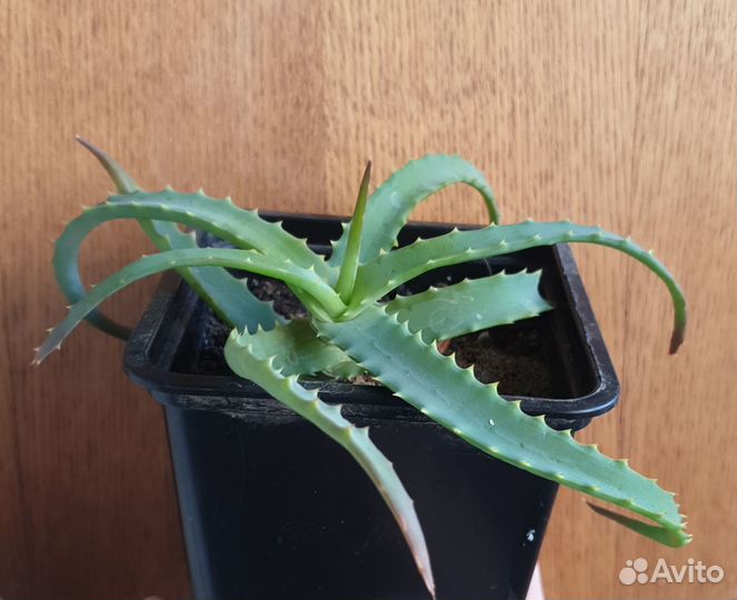 Алоэ столетник