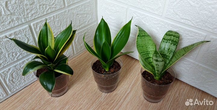 Сансевиерия Sansevieria