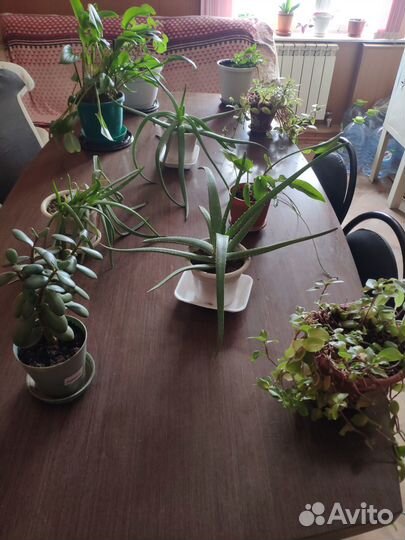 Цветы комнатные (офисные)