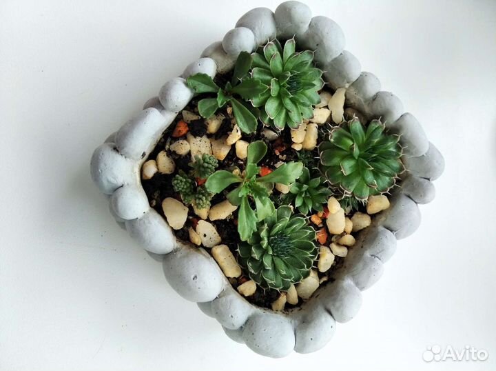 Живой подарок суккуленты
