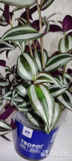 Традесканция