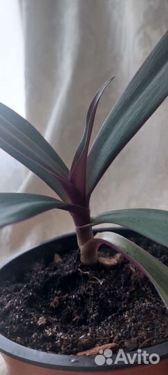 Рео Festima (Ладья Моисея)