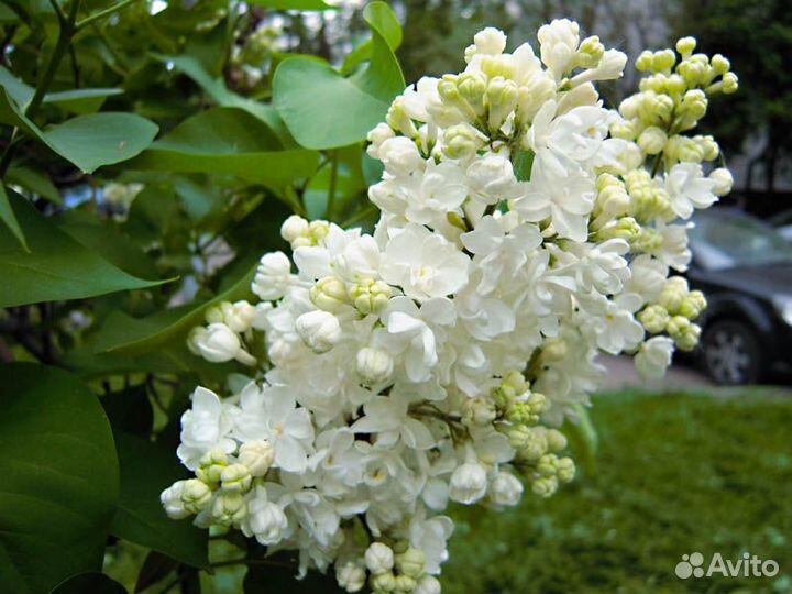 Сирень Память о Колесникове саженец с доставкой