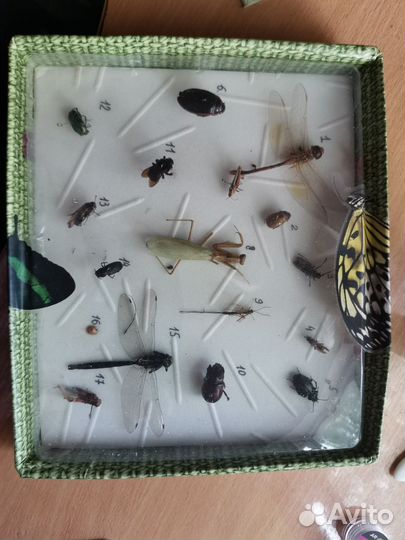 Окружающий мир