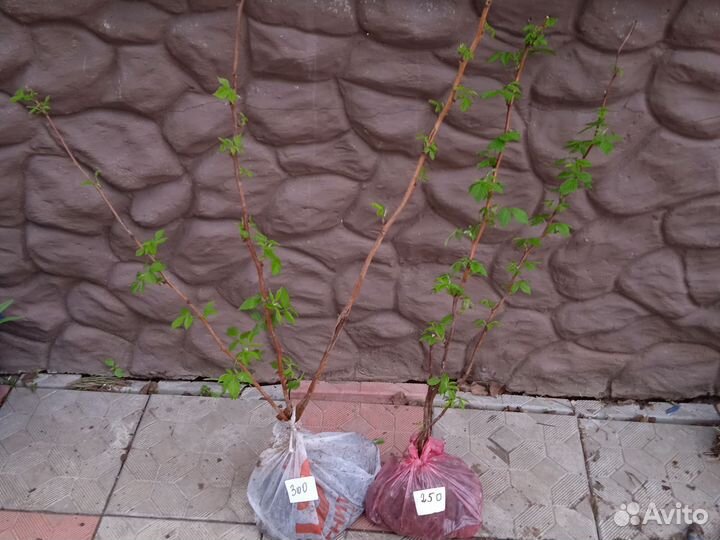 Ремонтантная малина