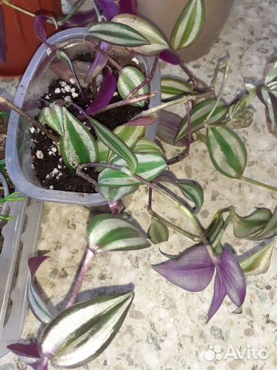 Традесканция зебрина, триколор