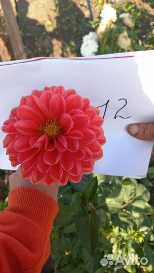 Георгины клубни