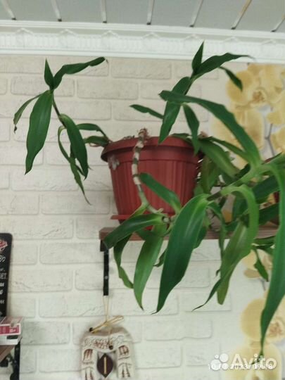 Растение золотой ус в горшке