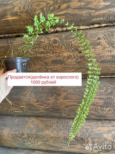 Папоротник