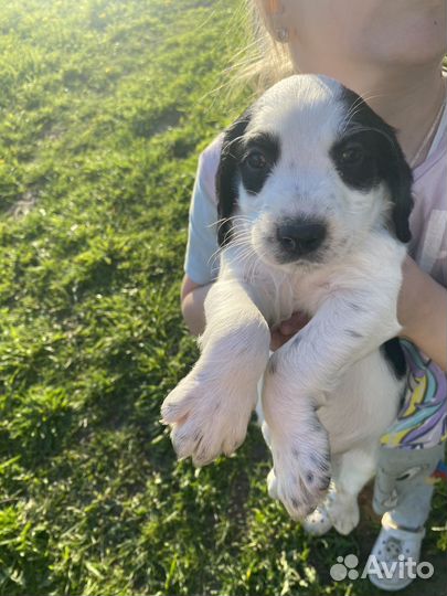 Щенки Русского Охотничьего Спаниеля