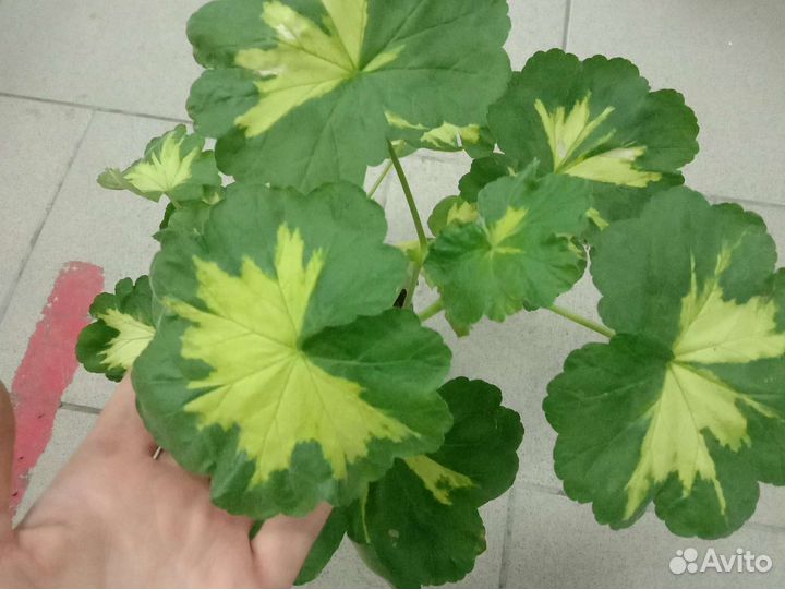 Пеларгония сортовая