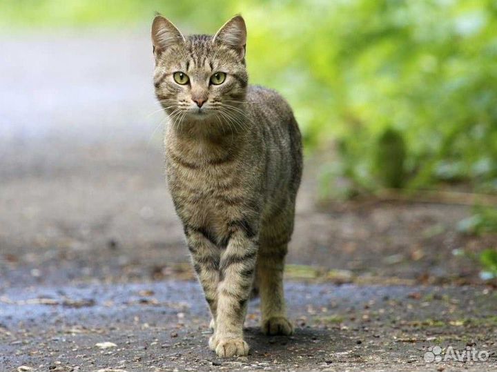 Котики молодые полосатики