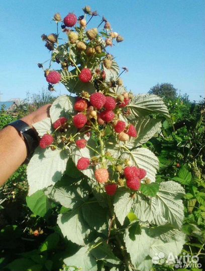 Саженцы ремонтантной Малины