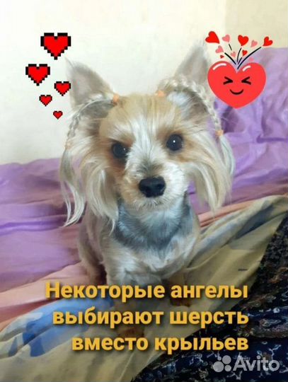 Щенки йорки мини