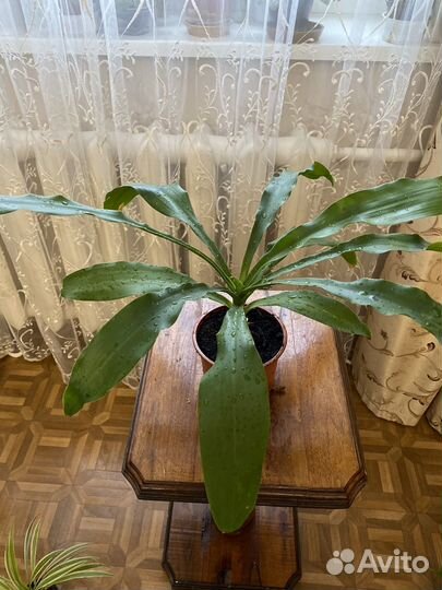 Пальма юка