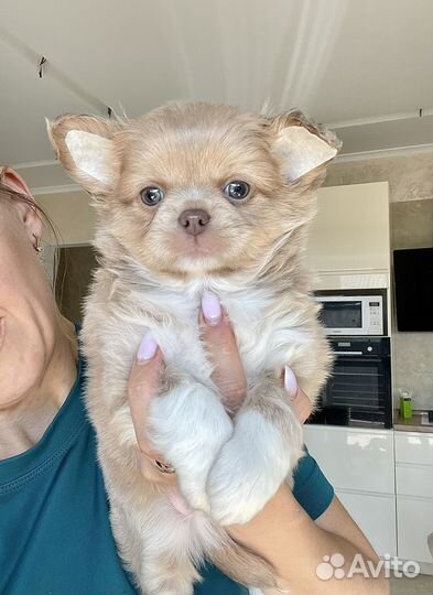Чихуахуа мальчик с голубыми глазами