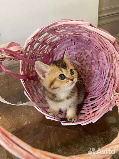 Котята золотая шиншилла