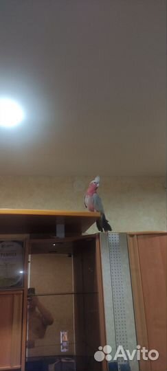 Попугай