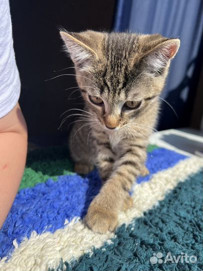 Кошка в дар бесплатно