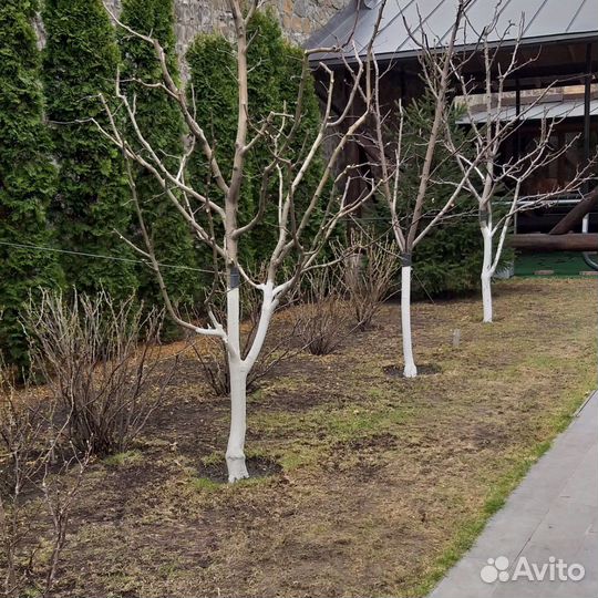 Обрезка плодовых (садовых) деревьев, кустарника