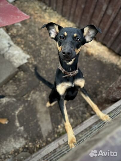 Девочка в добрые руки