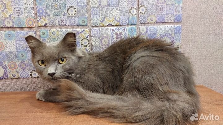 Кошка стерилизованная мейн кун