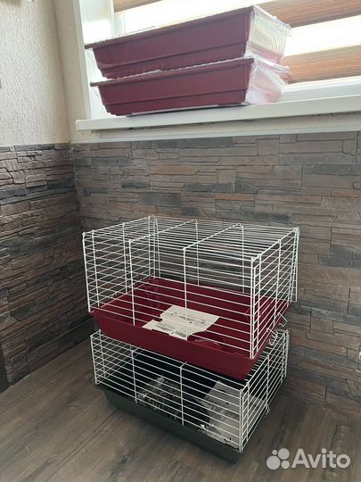 Карликовые крольчата, ручные малыши