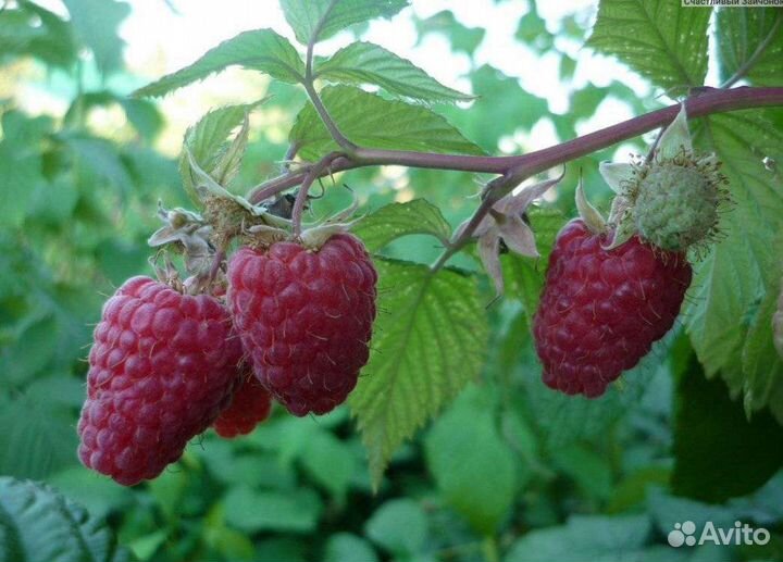 Малина ягоды