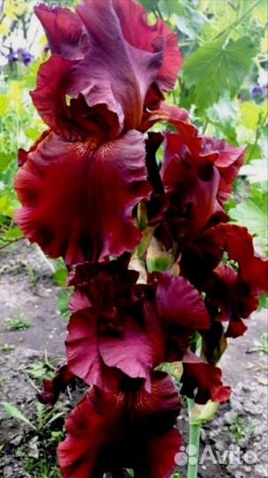 Сортовой ирис