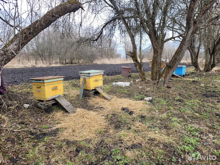 Пчелы и улья