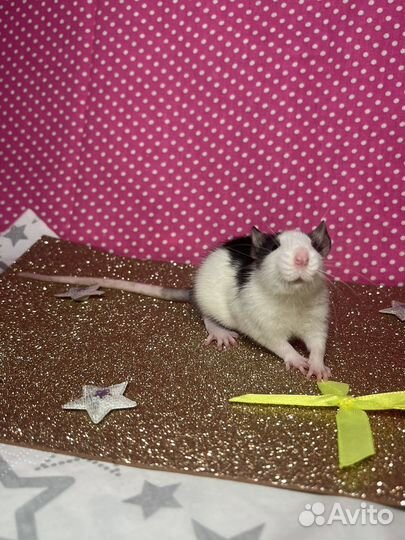 Декоративные крысы(есть дамбо)