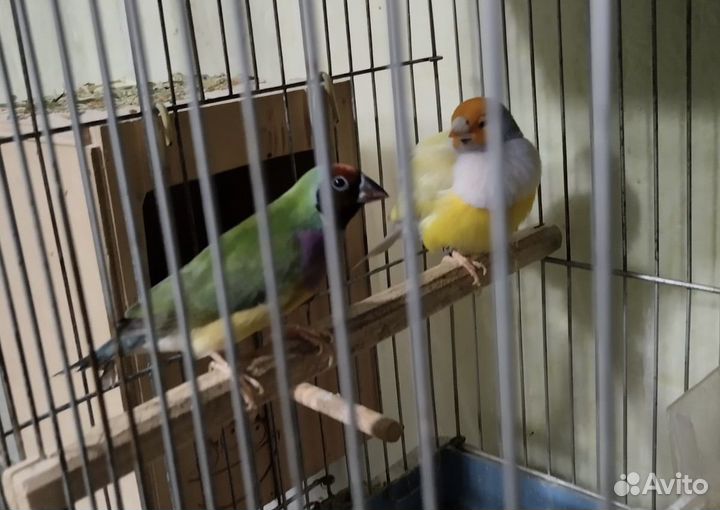 Амадины Гульда