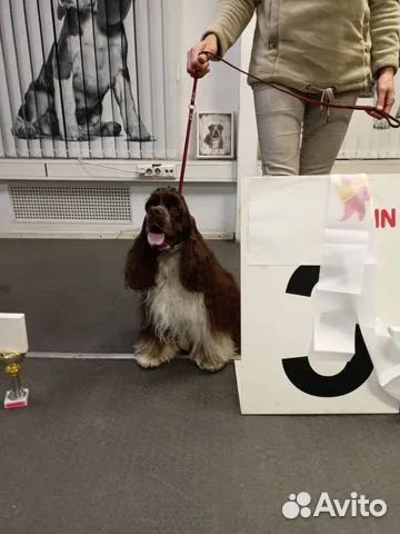 Вязка американский кокер спаниель - мальчик