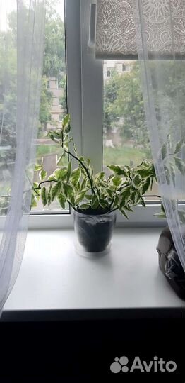 Цветок Педелантус