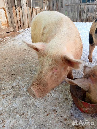 Продам хряка на племя