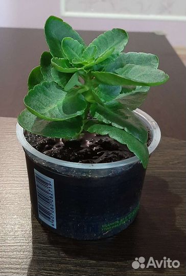 Сансевиерия Хана, Каланхоэ Блоссфельда