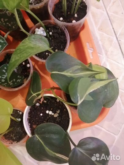 Эпипремниум