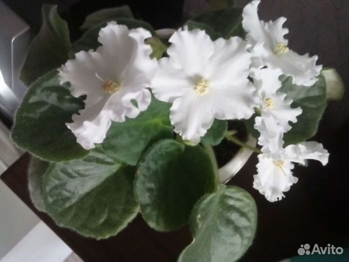 Белая и синяя фиалка и другие цветы