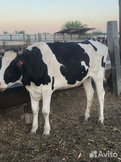 Коровы нетели