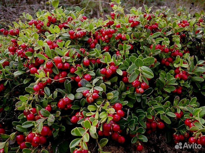 Брусника ягода