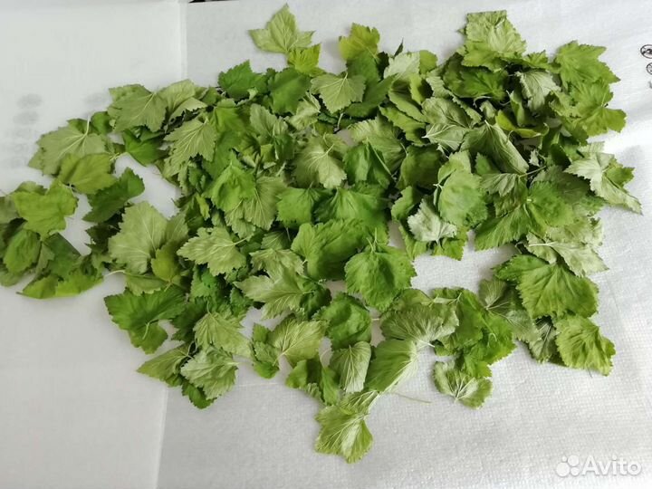 Лист смородины,малины,вишни, жасмин,облепиха, липа