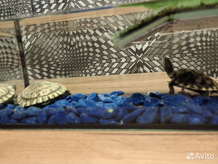 Красноухая черепаха